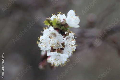 Cherry tree in bloom © telearlens