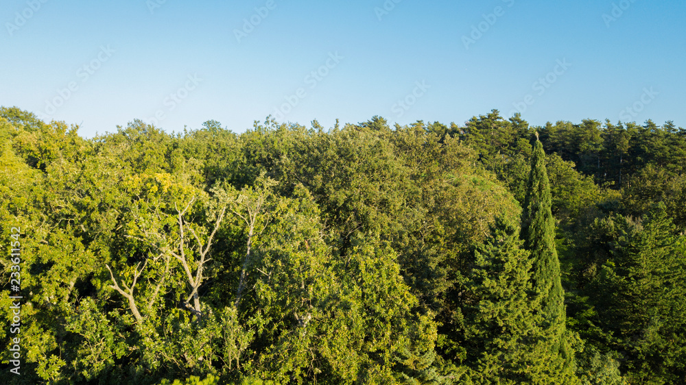 Aerial view of a dense green forest with many trees and a clear blue sky background.
