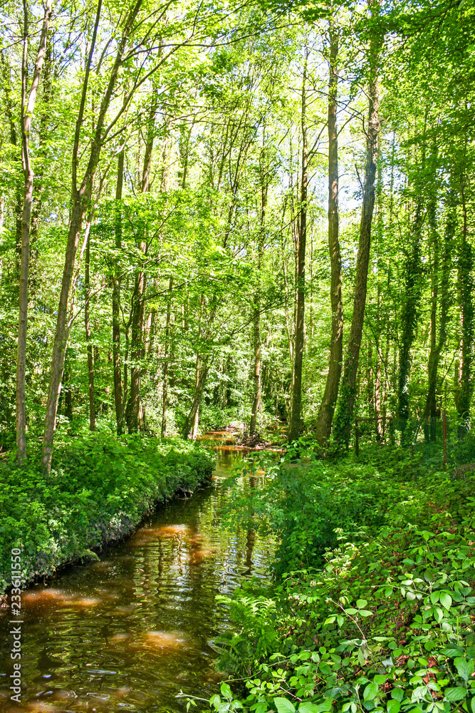 Obraz premium Forest Stream