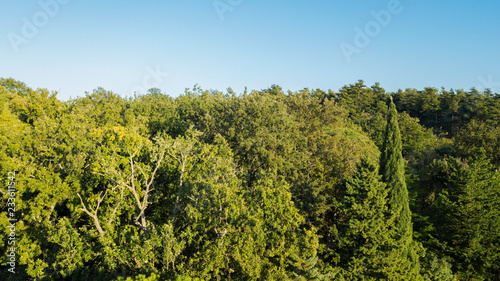 Aerial view of a dense green forest with many trees and a clear blue sky background.