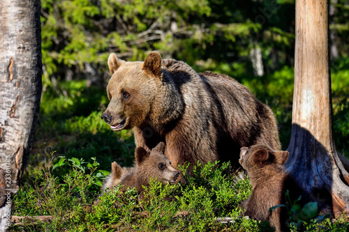 Brown bear