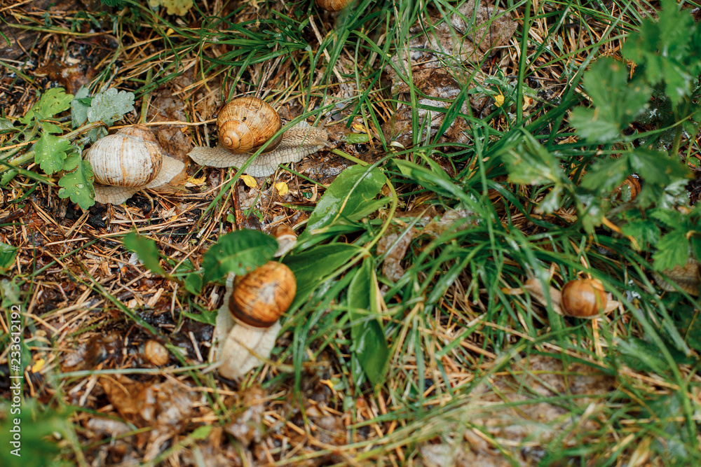 Snails on the green grass Snails on the green grass