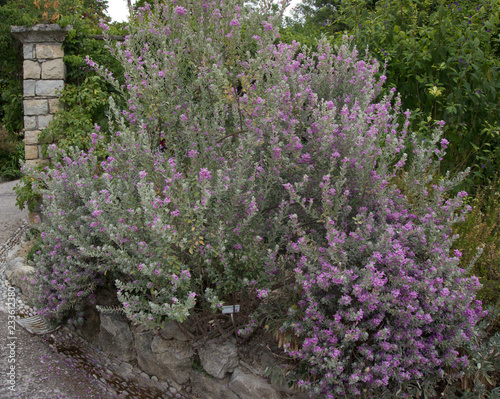 Leucophyllum frutescens