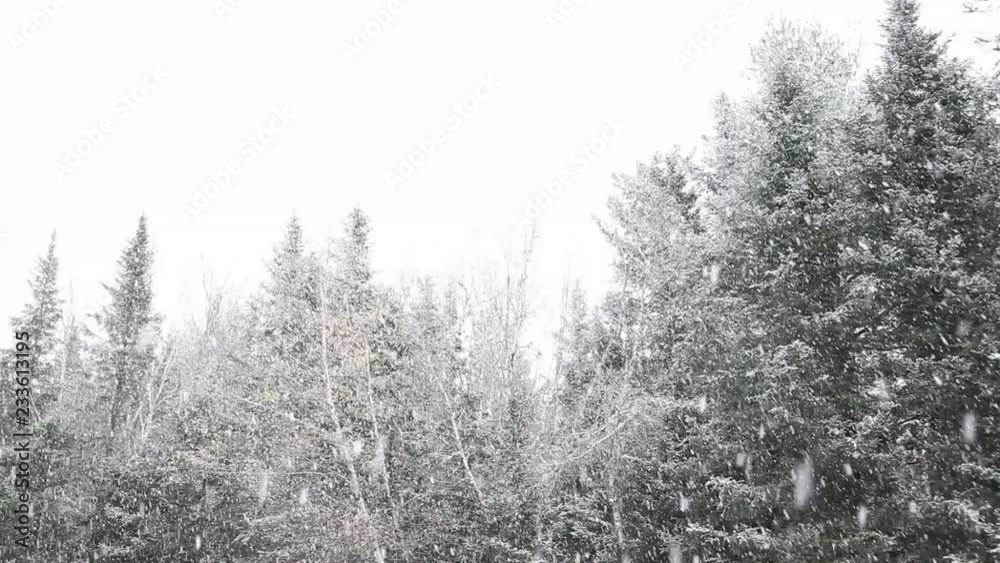 Above the green woods, a pure white sky with big puffy white flakes coming down Above the green woods, a pure white sky with big puffy white flakes coming down