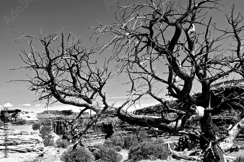 Black and white desert trees. 
