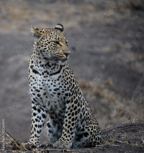 African Leopard Looks Around