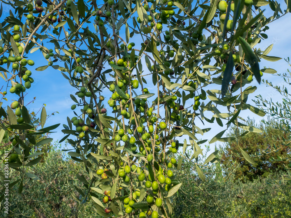 Olivier d'Europe (Olea europaea)