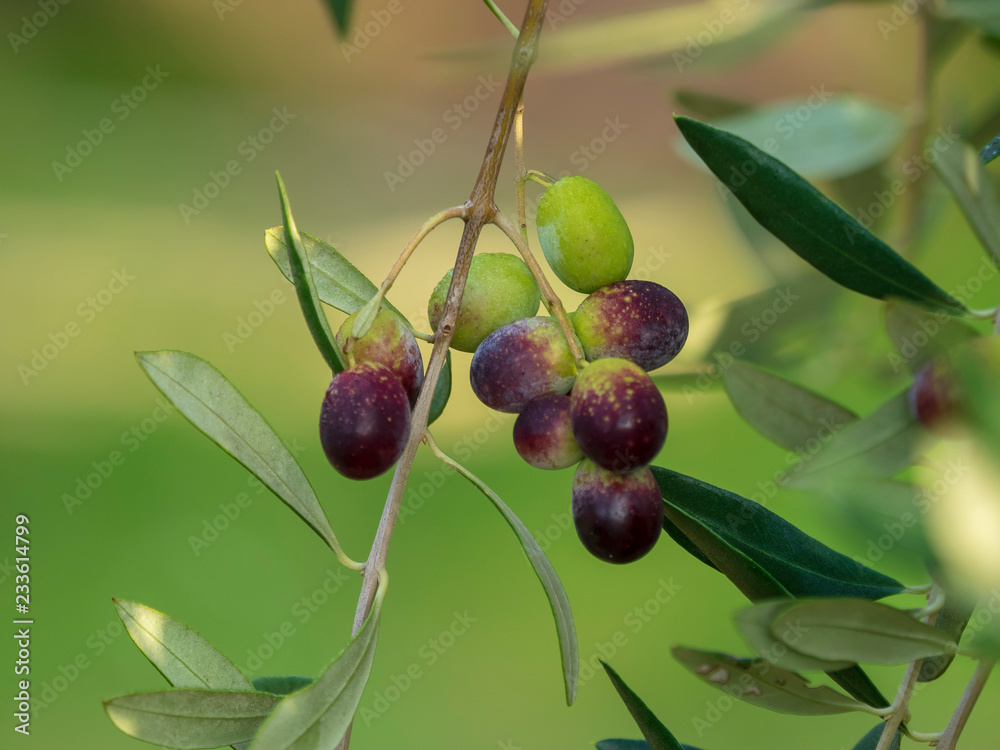 Olives de Provence à maturité prêt pour la récolte Olives de Provence à maturité prêt pour la récolte