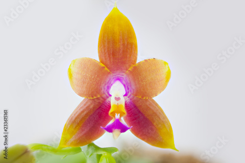 Beautiful rare orchid in pot on blurred background