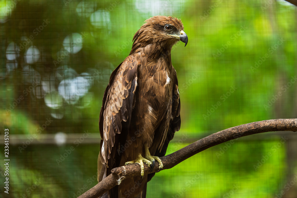 Milvus migrans culture in the zoo Milvus migrans culture in the zoo