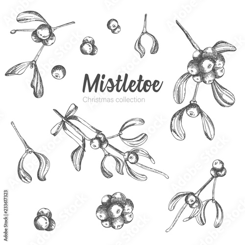 Set of hand drawn sketch Christmas mistletoe branches. Vintage style. Traditional christmas decoration. For design holiday card, invitation, poster, banner.