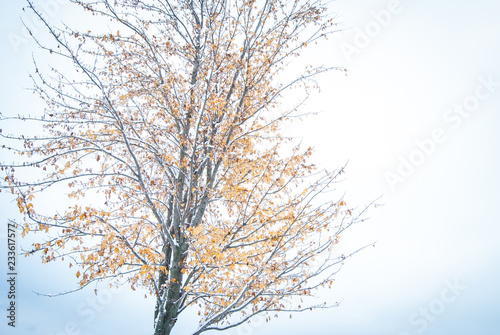 Winter Tree 