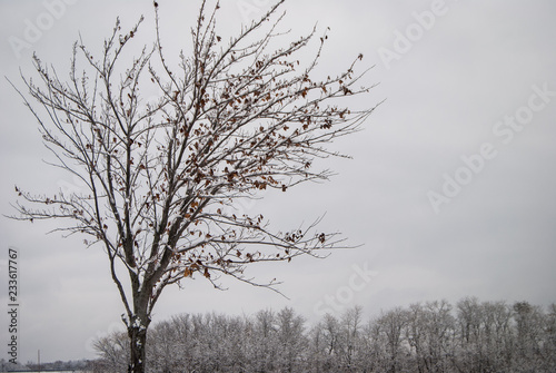 Winter Tree in a snowy field