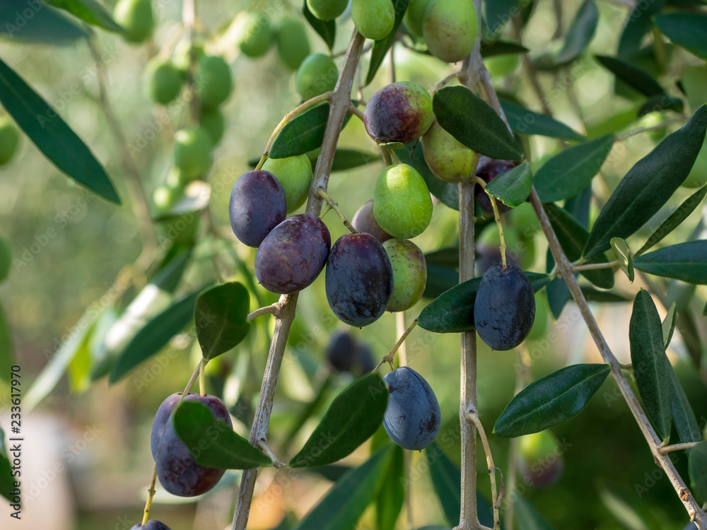 Gros plan sur olives de Provence à maturité prêt pour la récolte Gros plan sur olives de Provence à maturité prêt pour la récolte