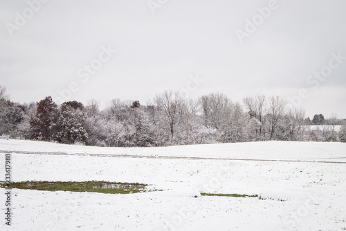 Winter Tree line in a snowy field