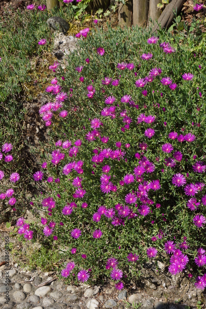 Delosperma cooperi fiorito Delosperma cooperi fiorito