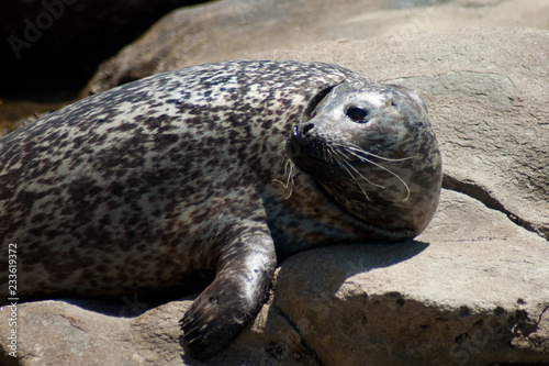 Harbor Seal photo