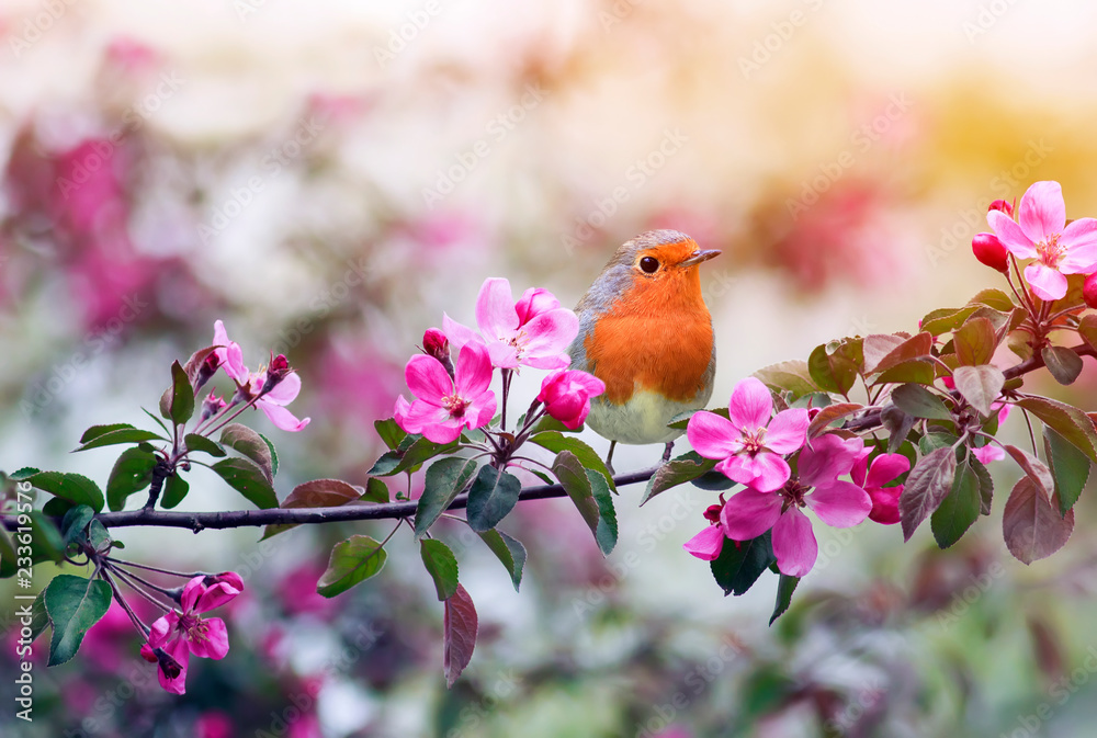 Naklejka premium mały ptak Robin siedzi na gałęzi kwitnącej różowej jabłoni w wiosennym ogrodzie maja