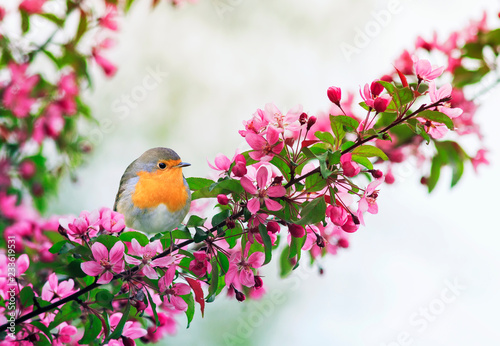 beautiful little bird Robin sitting on a branch of a flowering pink Apple tree in the spring garden of may