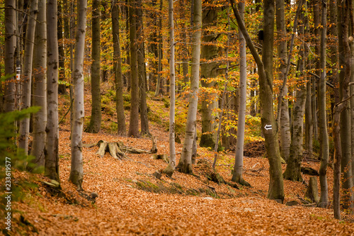 Fototapeta Naklejka Na Ścianę i Meble -  Beautiful polish autumn woods landscape