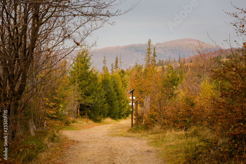 Fototapeta Naklejka Na Ścianę i Meble -  Beautiful polish autumn woods landscape