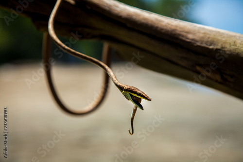 Snake in the Rainforest of Costa Rica at the Caribbean