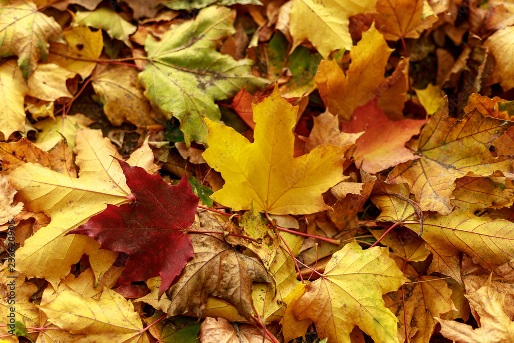 Fallen leaves covered the ground in autumnal forest. Thanksgiving day  background. Close-up of  colorful maple leaves on a sunny day.  Soft focus photography.