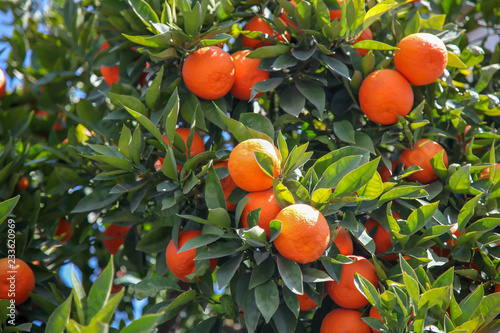 oranges on tree