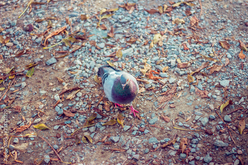 Close up of a grey pigeon walking in a city park