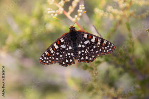 Butterfly Perched on Plant