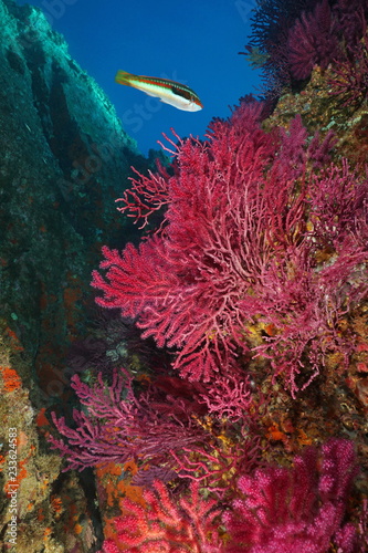 Paramuricea clavata red gorgonian soft coral underwater in the Mediterranean sea, Cap de Creus, Costa Brava, Catalonia, Spain photo