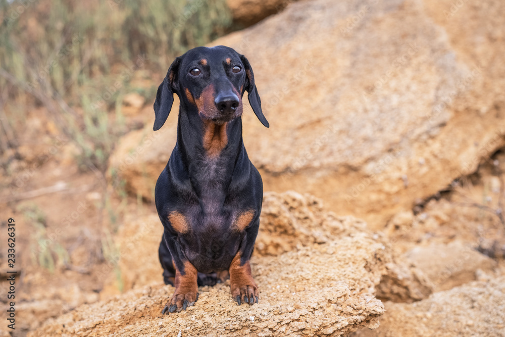 Portrait of a beautiful dog breed Dachshund, black and tan, sitting on a background of stone rocks at sunset