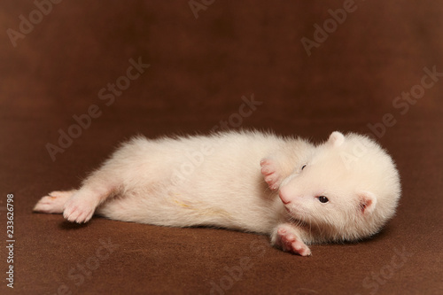 Young ferret baby posing in studio on background