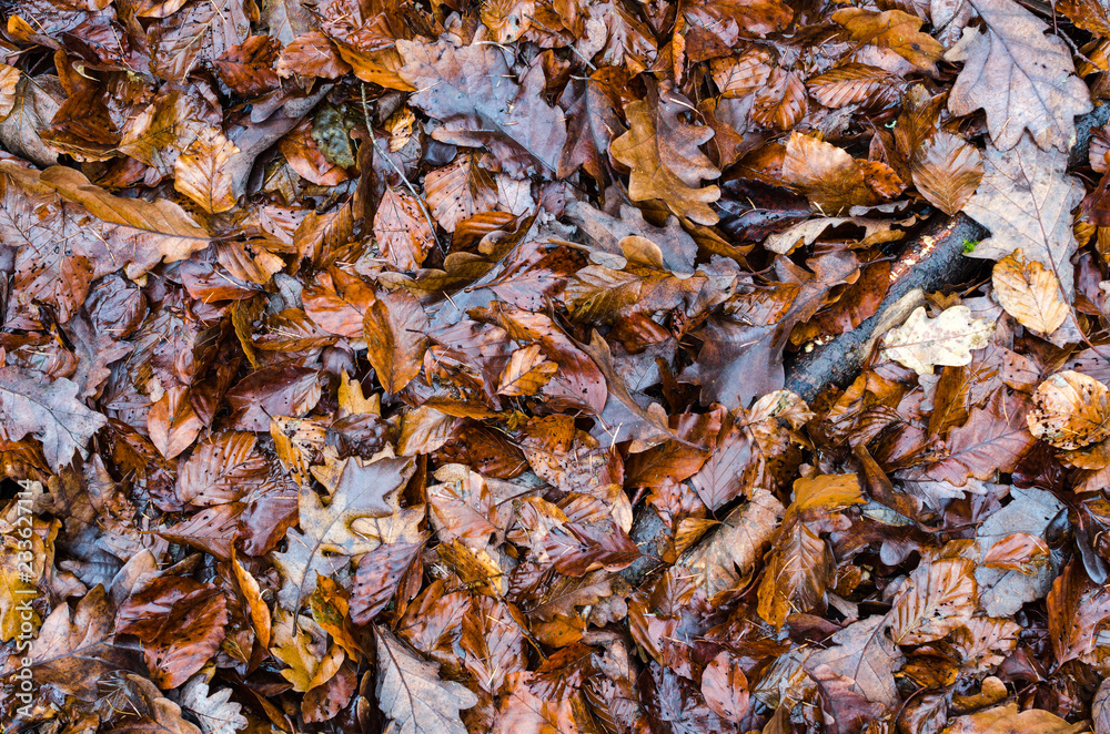 Herbstlaub Herbstlaub