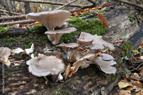 In the forest mushrooms grow Pleurotus ostreatus