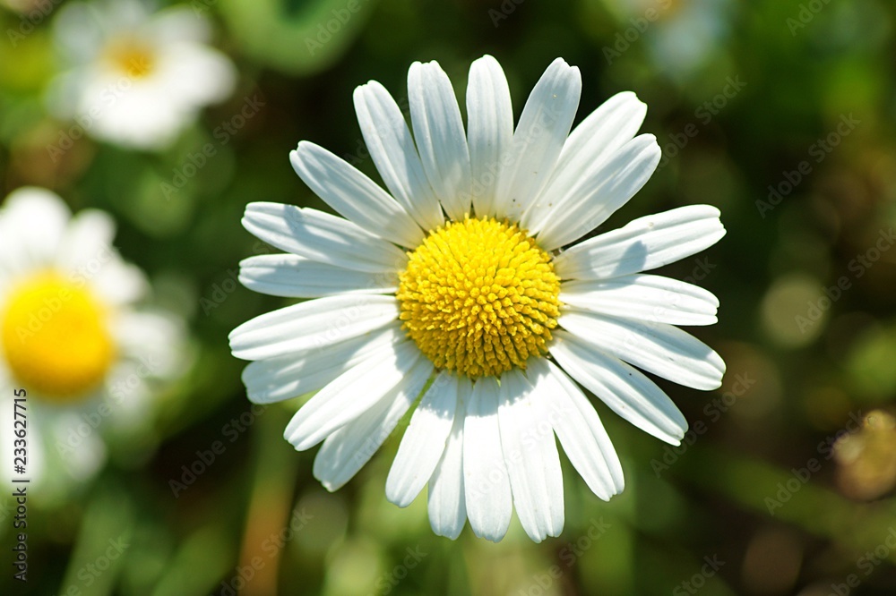Obraz premium daisy in the grass