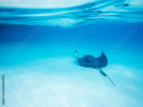 Obraz na plátne Stingray fish on ocean floor