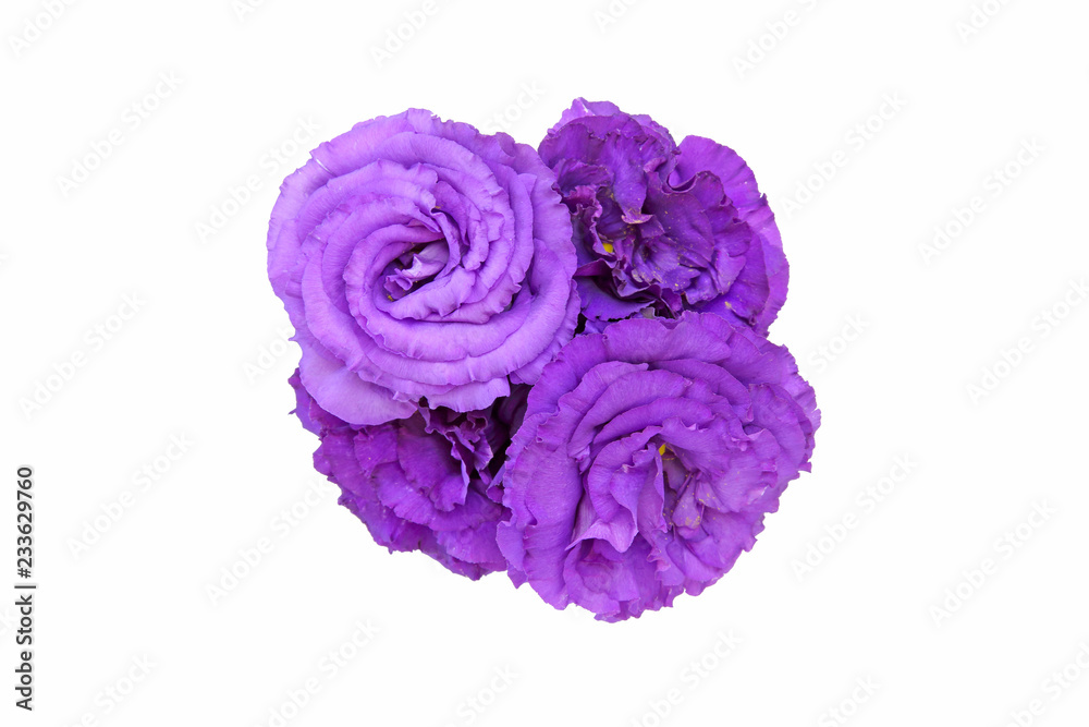 Obraz premium トルコキキョウ