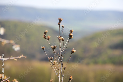 Closeup dry grass on a meadow