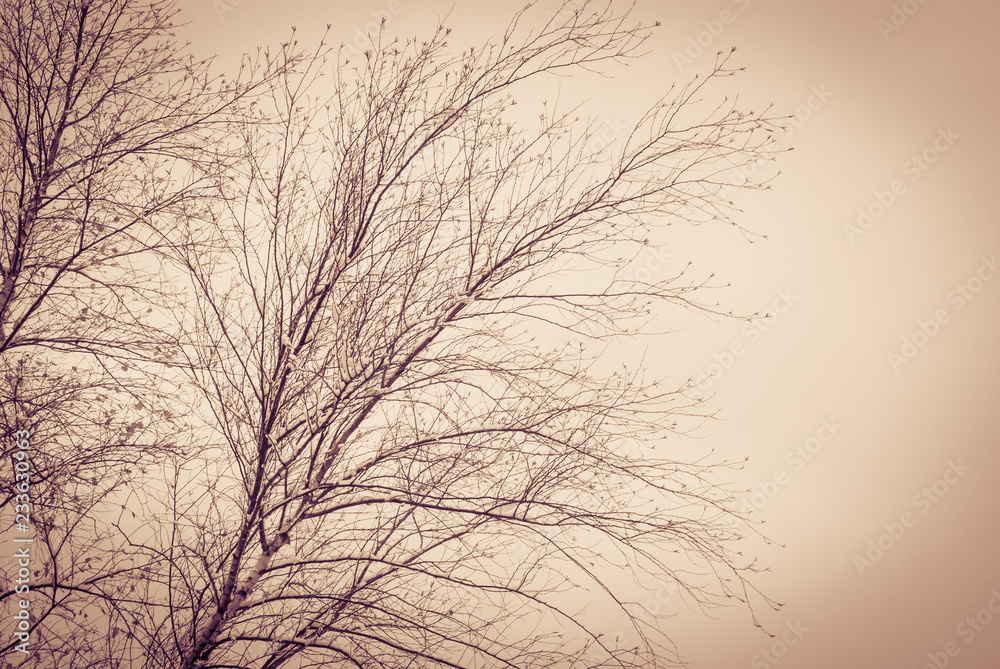 Obraz premium Snow Covered Tree Branches