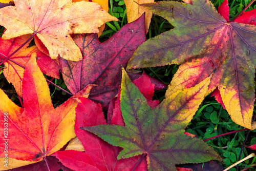 couleur automnal dans la foret avec ses feuilles multicolores