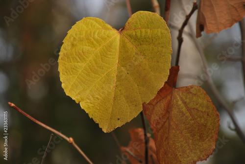 large autumn leaf on a branch
