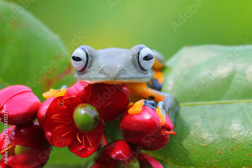 Javan tree frog, rhacophorus reinwardtii, tree frog on flower photo