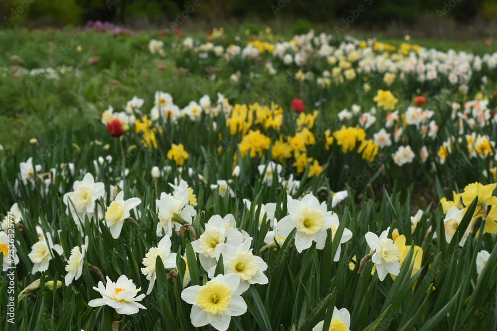 flower garden