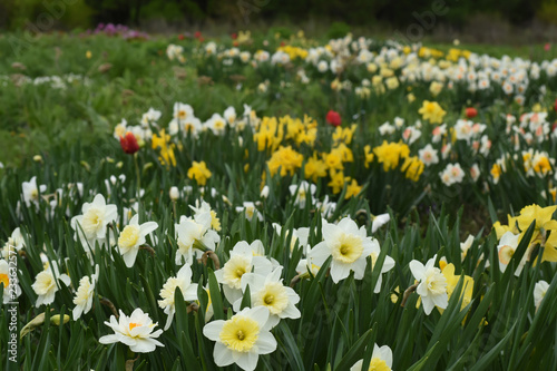 flower garden