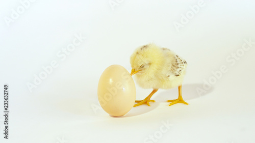 CLOSE UP: Adorable yellow baby chick and an unhatched egg