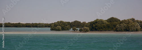 Mangrove forest in Al Khor, Qatar