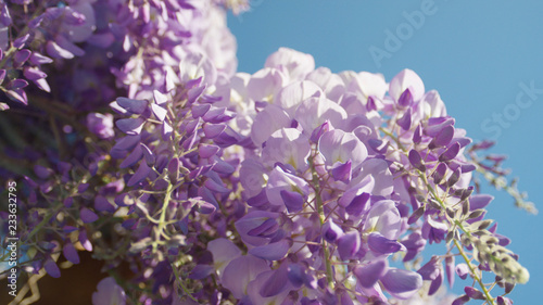 CLOSEUP DOF  Beautiful purple wisteria flowers blooming on sunny day