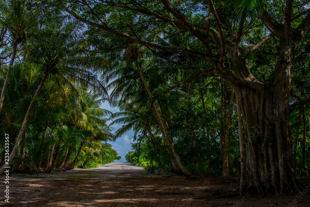 Fototapeta premium beautiful dense tropical forest of the island of Maldives