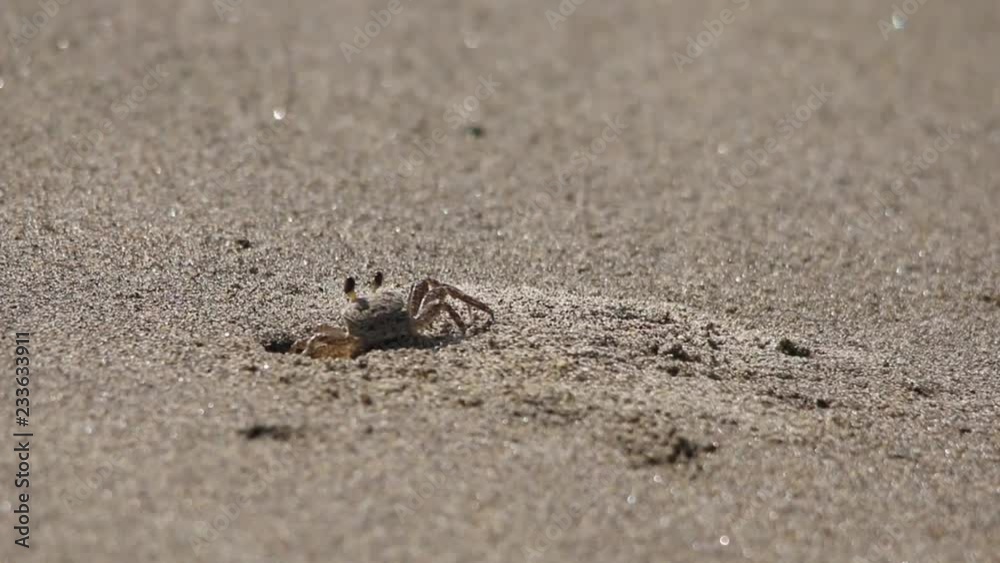 Sand crabs walking around tunnels and pits, beach ecosystem, Veracruz, mexico Sand crabs walking around tunnels and pits, beach ecosystem, Veracruz, mexico